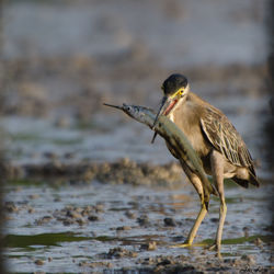 Close-up of gray heron on lake