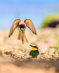 Close-up of birds flying against the sky