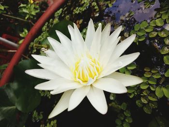 Close-up of white flower blooming outdoors