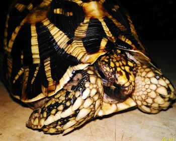 Close-up of turtle