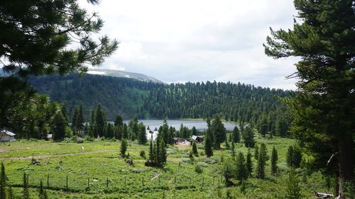 Scenic view of forest against sky