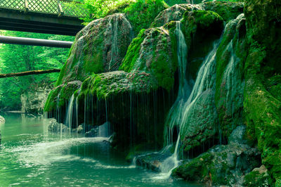 Scenic view of waterfall in forest