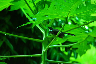 Close-up of insect on leaf