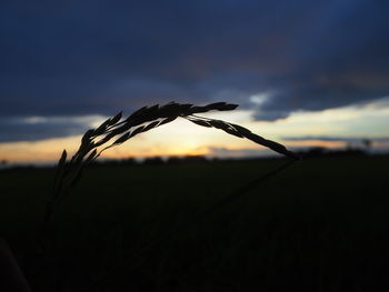 Close-up of stalks in field against sunset sky