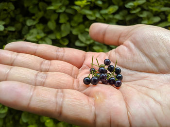 Cropped hand holding plant