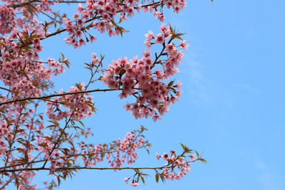 Low angle view of cherry blossoms against blue sky