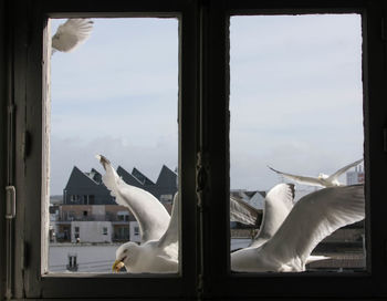 View of birds against sky seen through glass window