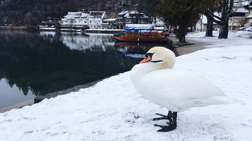 Close-up of swan in lake during winter