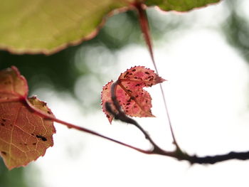 Close-up of autumn leaves