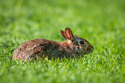 Close-up of rabbit on field