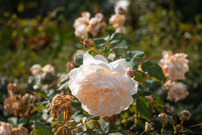 Close-up of white flowering plant