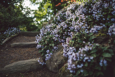 Close-up of flowering plant on rock