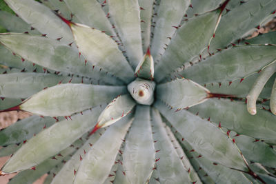 Full frame shot of succulent plant