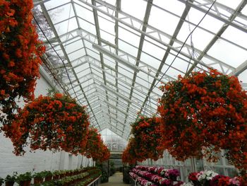 Red flowering plants in greenhouse