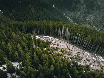 Scenic view of pine trees in forest