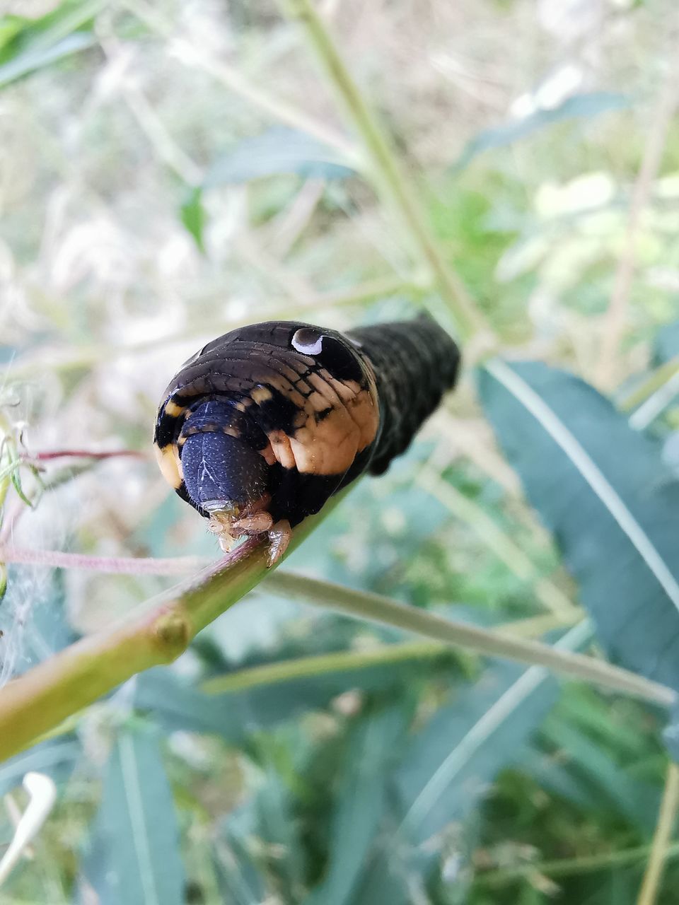 BUTTERFLY ON LEAF