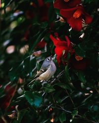 Close-up of bird perching on tree