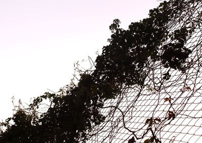 Low angle view of trees against clear sky