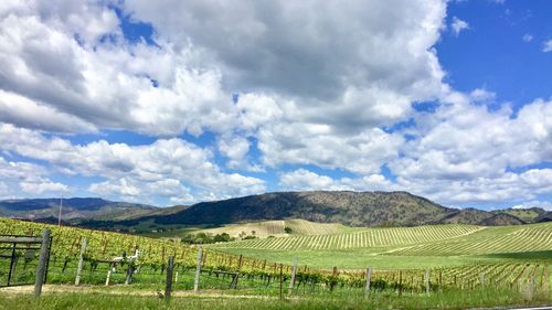 Scenic view of agricultural field against sky
