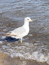 Seagull on beach