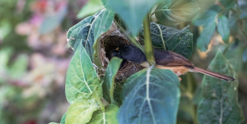 Close-up of a bird