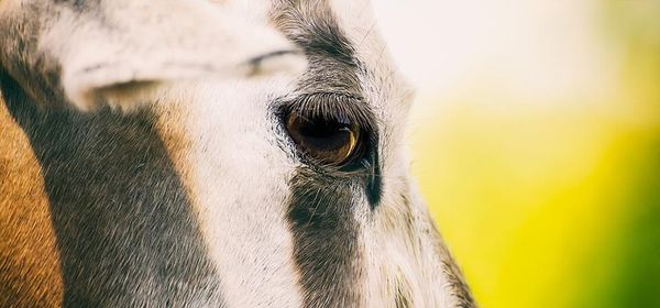 Close-up of dog
