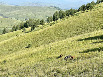 View of an animal on field