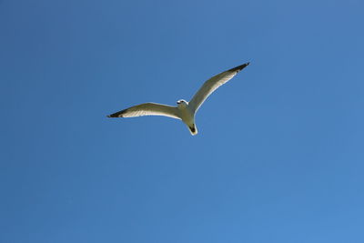 Low angle view of bird flying against clear sky