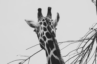 Low angle view of giraffe against clear sky