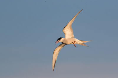 Low angle view of common tern flying against clear sky