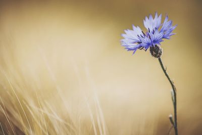 Close-up of purple flowering plant on field