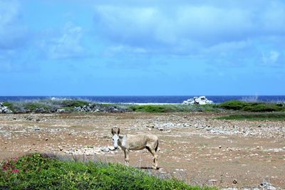 View of donkeys on beach