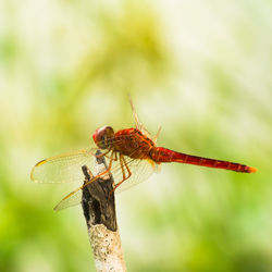 Close-up of dragonfly on wood