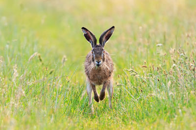 Hare runs quickly across a meadow