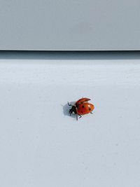 Close-up of ladybug on wall