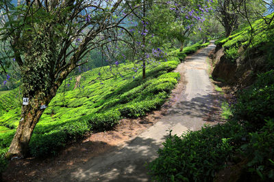 Empty road amidst plants on hill