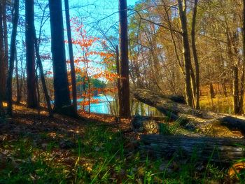 Trees in forest