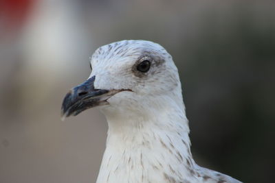 Close-up of seagull