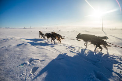 A beautiful six dog team pulling a sled in beautiful norway morning scenery. 