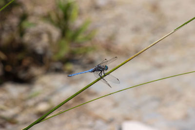 Close-up of dragonfly on plant