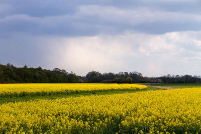 Tranquil view of canola flower field