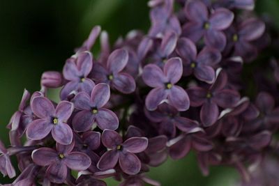 Close-up of purple flowering plants