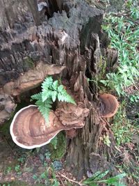 High angle view of tree trunk in forest
