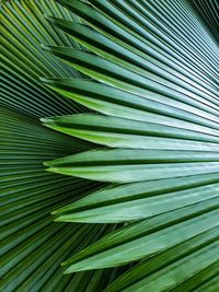 Full frame shot of palm leaves