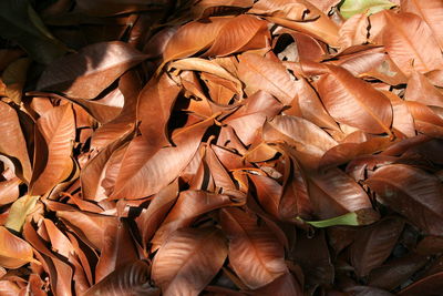 Close-up of dry autumn leaves