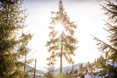 Low angle view of trees against clear sky