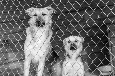 Portrait of dog by fence