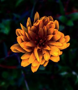 Close-up of yellow flowering plant