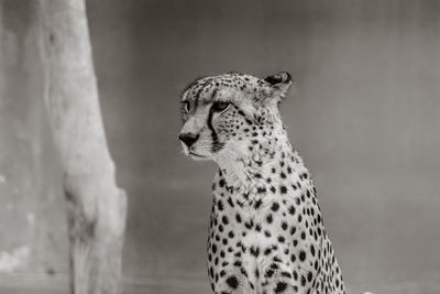 Close-up of a cat looking away