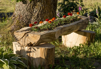 Flowers on tree stump